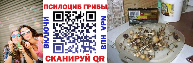 Галлюциногенные грибы Psilocybine cubensis Кашира